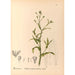 Reproduction of the painting Medicinal Plants Pl118 - Charles Frederick Millspaugh