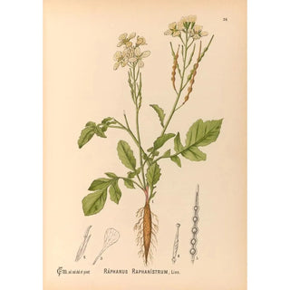 Charles Frederick Millspaugh - Medicinal Plants Pl119.webp