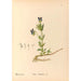 Medicinal Plants Pl120 - Charles Frederick Millspaugh — artwork view