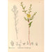 Reproduction of the painting Medicinal Plants Painting Pl121 - Charles Frederick Millspaugh