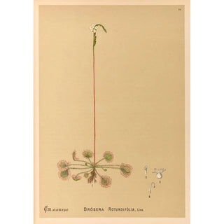 Charles Frederick Millspaugh - Medicinal Plants Pl122.webp