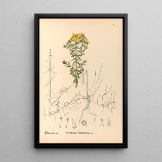 Charles Frederick Millspaugh - Medicinal Plants Pl123.webp