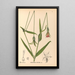 Reproduction of the painting Medicinal Plants Pl124 - Charles Frederick Millspaugh
