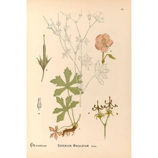 Charles Frederick Millspaugh - Medicinal Plants Pl125.webp
