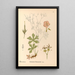 Medicinal plants Pl125 - Charles Frederick Millspaugh — framed artwork on a wall