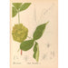 Medicinal Plants Pl127 - Charles Frederick Millspaugh — artwork view