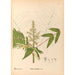Medicinal Plants Painting Pl129 - Charles Frederick Millspaugh — artwork view