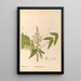 Medicinal Plants Painting Pl129 - Charles Frederick Millspaugh — framed artwork on a wall