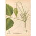 Plantas medicinales Pl131 - Charles Frederick Millspaugh — vista de la obra