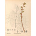 Reproducción del cuadro Plantas medicinales Pl132 - Charles Frederick Millspaugh