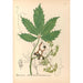 Medicinal Plants Pl133 - Charles Frederick Millspaugh — artwork view
