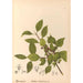 Medicinal plants Pl134 - Charles Frederick Millspaugh — artwork view