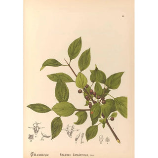 Charles Frederick Millspaugh - Medicinal Plants Pl134.webp