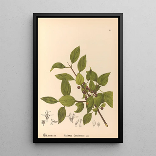 Charles Frederick Millspaugh - Medicinal Plants Pl134.webp