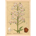 Medicinal plants Pl136 - Charles Frederick Millspaugh — artwork view