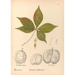 Charles Frederick Millspaugh - Medicinal Plants Pl137.webp