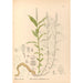 Plantas medicinales Pl138 - Charles Frederick Millspaugh — vista de la obra