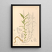 Plantas medicinales Pl138 - Charles Frederick Millspaugh — cuadro enmarcado en la pared