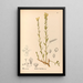 Reproduction of the painting Medicinal Plants Pl139 - Charles Frederick Millspaugh