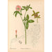 Medicinal Plants Pl140 - Charles Frederick Millspaugh — artwork view