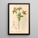 Medicinal Plants Pl140 - Charles Frederick Millspaugh — framed artwork on a wall