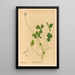 Reproduction of the painting Medicinal plants Pl141 - Charles Frederick Millspaugh