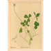 Reproduction of the painting Medicinal plants Pl141 - Charles Frederick Millspaugh