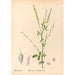 Medicinal Plants Pl142 - Charles Frederick Millspaugh — artwork view