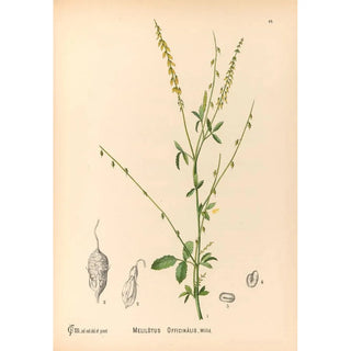 Charles Frederick Millspaugh - Medicinal Plants Pl142.webp