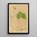 Reproduction of the painting Medicinal Plants Pl144 - Charles Frederick Millspaugh