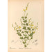 Medicinal Plants Pl145 - Charles Frederick Millspaugh — artwork view