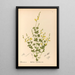 Medicinal Plants Pl145 - Charles Frederick Millspaugh — framed artwork on a wall