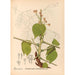 Reproducción del cuadro Plantas medicinales Pl146 - Charles Frederick Millspaugh