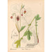 Medicinal Plants Pl147 - Charles Frederick Millspaugh — artwork view