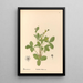 Reproduction of the painting Medicinal Plants Pl148 - Charles Frederick Millspaugh