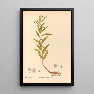 Charles Frederick Millspaugh - Medicinal Plants Pl150.webp
