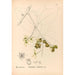 Medicinal Plants Painting Pl151 - Charles Frederick Millspaugh — artwork view