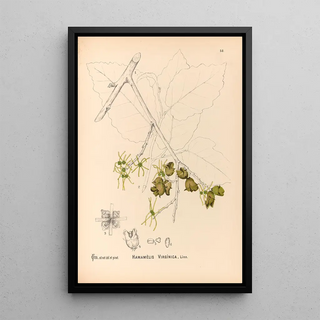Charles Frederick Millspaugh - Medicinal Plants Pl151.webp