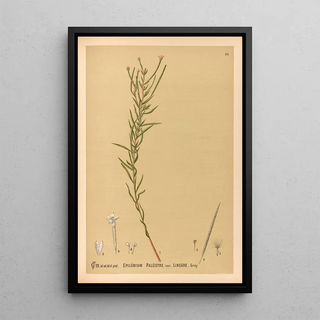 Charles Frederick Millspaugh - Medicinal Plants Pl152.webp