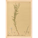 Reproduction of the painting Medicinal plants Pl152 - Charles Frederick Millspaugh
