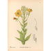Medicinal Plants Pl153 - Charles Frederick Millspaugh — artwork view