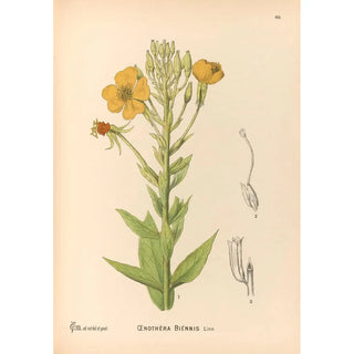 Charles Frederick Millspaugh - Medicinal Plants Pl153.webp