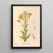 Medicinal Plants Pl153 - Charles Frederick Millspaugh — framed artwork on a wall