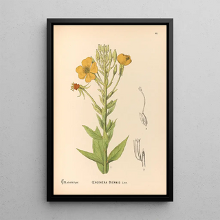 Charles Frederick Millspaugh - Medicinal Plants Pl153.webp
