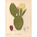 Medicinal Plants Pl154 - Charles Frederick Millspaugh — artwork view
