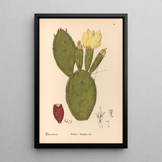 Charles Frederick Millspaugh - Medicinal Plants Pl154.webp