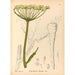Plantas medicinales Pl156 - Charles Frederick Millspaugh — vista de la obra