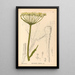 Plantas medicinales Pl156 - Charles Frederick Millspaugh — cuadro enmarcado en la pared