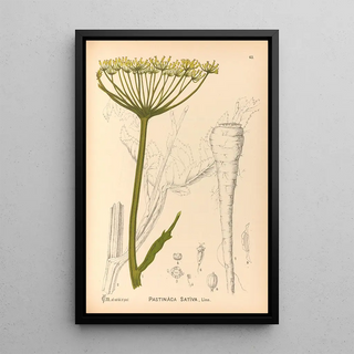 Charles Frederick Millspaugh - Medicinal Plants Pl156.webp