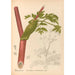 Reproducción del cuadro Plantas medicinales Pl157 - Charles Frederick Millspaugh